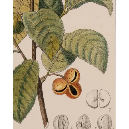 Antique Print by Pierre Jean François Turpin – Black Tea (Thea bohea)