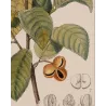 Black Tea (*Thea bohea*) Original hand-colored engraving by Turpin,  Antique  Botanical Print (c.1835)