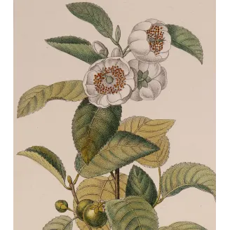 Antique Print by Pierre Jean François Turpin – Black Tea (Thea bohea)