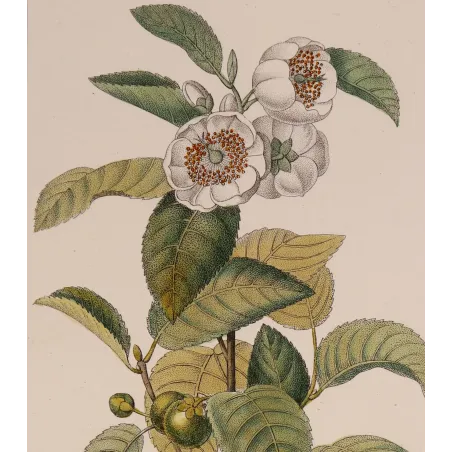 Antique Print by Pierre Jean François Turpin – Black Tea (Thea bohea)