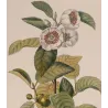 Black Tea (*Thea bohea*) Original hand-colored engraving by Turpin,  Antique  Botanical Print (c.1835)
