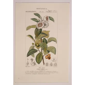 Antique Print by Pierre Jean François Turpin – Black Tea (Thea bohea)