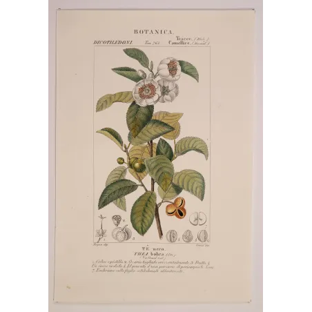 Antique Print by Pierre Jean François Turpin – Black Tea (Thea bohea)