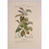 Black Tea (*Thea bohea*) Original hand-colored engraving by Turpin,  Antique  Botanical Print (c.1835)