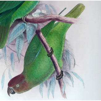 Red-cheeked Parrot by Roland Green – The Birds of Australia