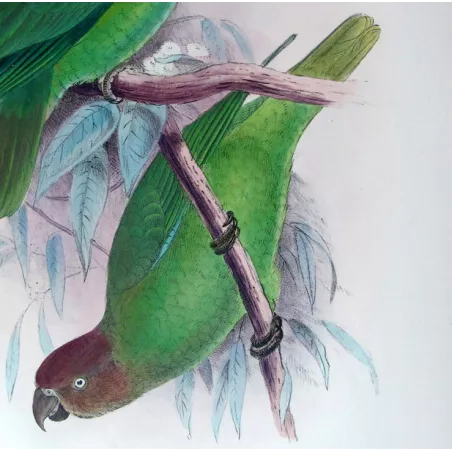 Red-cheeked Parrot by Roland Green – The Birds of Australia