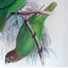 Red-cheeked Parrot (*Geoffroyus s. malzmannani*) – Original lithograph by Green, Mathews (1910–27)