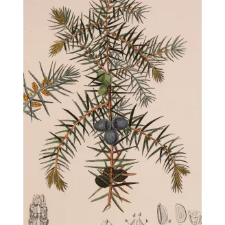 Antique Botanical Print – Pierre Jean François Turpin – Juniper