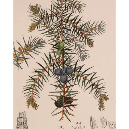 Antique Botanical Print – Pierre Jean François Turpin – Juniper