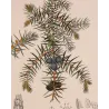 Juniper (*Juniperus communis*) Original hand-colored engraving by Turpin,  Antique  Botanical Print (c.1835)