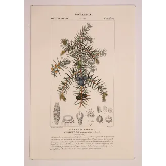Antique Botanical Print – Pierre Jean François Turpin – Juniper