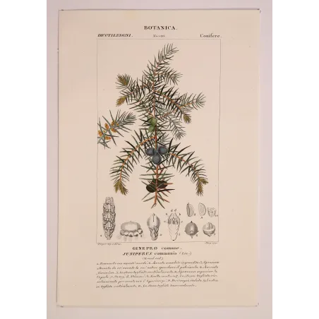 Antique Botanical Print – Pierre Jean François Turpin – Juniper