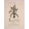 Juniper (*Juniperus communis*) Original hand-colored engraving by Turpin,  Antique  Botanical Print (c.1835)