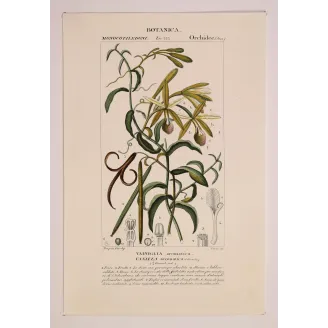 Antique Print by Pierre Jean François Turpin – Vanilla (Vanilla aromatica)