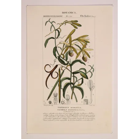 Antique Print by Pierre Jean François Turpin – Vanilla (Vanilla aromatica)
