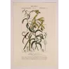 Vanilla (*Vanilla aromatica*) Original hand-colored engraving by Turpin,  Antique  Botanical Print (c.1835)
