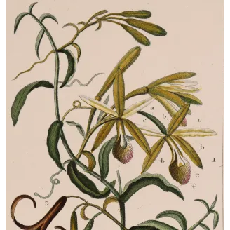 Antique Print by Pierre Jean François Turpin – Vanilla (Vanilla aromatica)