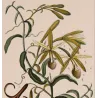 Vanilla (*Vanilla aromatica*) Original hand-colored engraving by Turpin,  Antique  Botanical Print (c.1835)