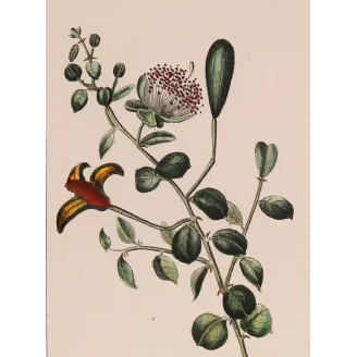 Antique Botanical Print – Pierre Jean François Turpin – Egyptian Caper