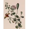 Egyptian Caper (*Capparis aegyptia*)  Original hand-colored engraving by Turpin,  Antique  Botanical Print (c.1835)