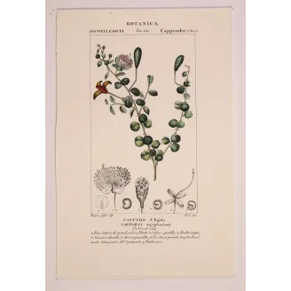 Antique Botanical Print – Pierre Jean François Turpin – Egyptian Caper
