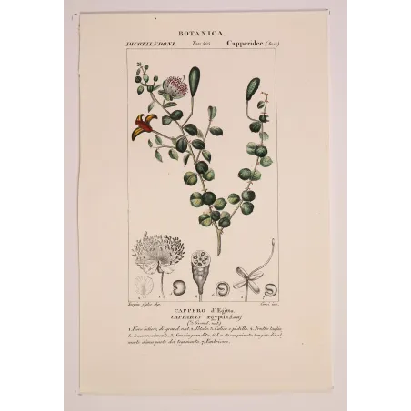 Antique Botanical Print – Pierre Jean François Turpin – Egyptian Caper