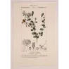 Egyptian Caper (*Capparis aegyptia*)  Original hand-colored engraving by Turpin,  Antique  Botanical Print (c.1835)