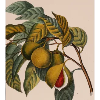 Antique Botanical Print – Pierre Jean François Turpin – Nutmeg