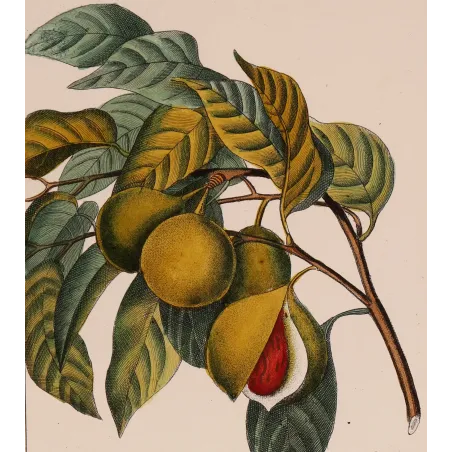 Antique Botanical Print – Pierre Jean François Turpin – Nutmeg