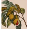 Nutmeg (*Myristica aromatica*)  Original hand-colored engraving by Turpin,  Antique  Botanical Print (c.1835)