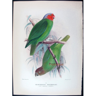 Red-cheeked Parrot by Roland Green – The Birds of Australia