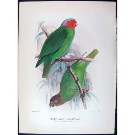 Red-cheeked Parrot by Roland Green – The Birds of Australia