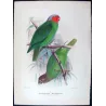 Red-cheeked Parrot (*Geoffroyus s. malzmannani*) – Original lithograph by Green, Mathews (1910–27)