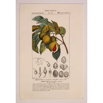 Antique Botanical Print – Pierre Jean François Turpin – Nutmeg