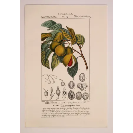 Antique Botanical Print – Pierre Jean François Turpin – Nutmeg