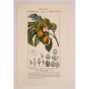 Nutmeg (*Myristica aromatica*)  Original hand-colored engraving by Turpin,  Antique  Botanical Print (c.1835)