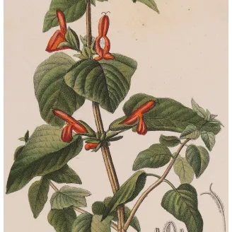 Antique Botanical Print – Pierre Jean François Turpin – Sage