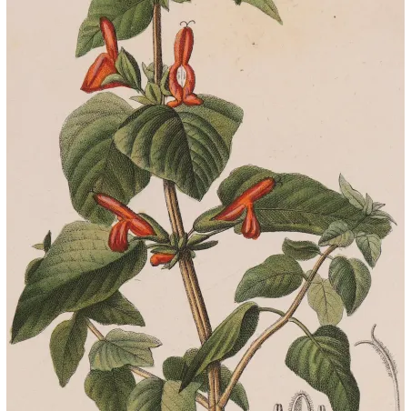 Antique Botanical Print – Pierre Jean François Turpin – Sage