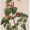 Sage (*Salvia formosa*) Original hand-colored engraving by Turpin,  Antique  Botanical Print (c.1835)