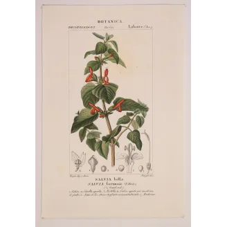 Antique Botanical Print – Pierre Jean François Turpin – Sage