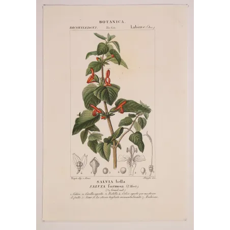 Antique Botanical Print – Pierre Jean François Turpin – Sage