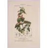 Sage (*Salvia formosa*) Original hand-colored engraving by Turpin,  Antique  Botanical Print (c.1835)