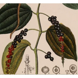 Antique Print by Pierre Jean François Turpin – Black Pepper (Piper nigrum)