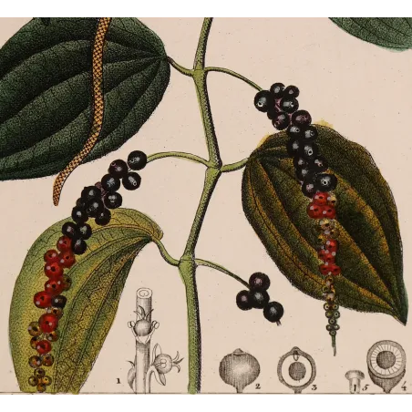 Antique Print by Pierre Jean François Turpin – Black Pepper (Piper nigrum)