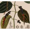 Black Pepper (*Piper nigrum*) lot with 2 Original hand-colored engravings by Turpin,  Antique  Botanical Print(c.1835)