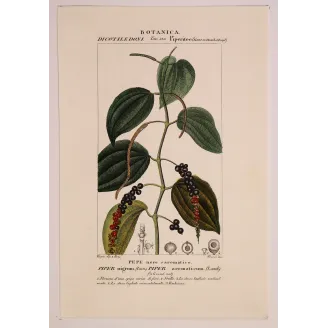 Antique Print by Pierre Jean François Turpin – Black Pepper (Piper nigrum)