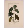 Black Pepper (*Piper nigrum*) lot with 2 Original hand-colored engravings by Turpin,  Antique  Botanical Print(c.1835)