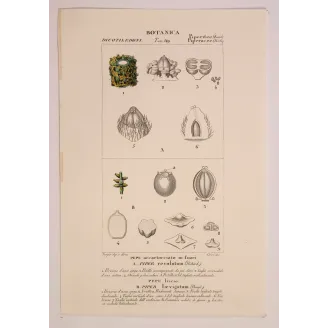 Antique Print by Pierre Jean François Turpin – Black Pepper (Piper nigrum)