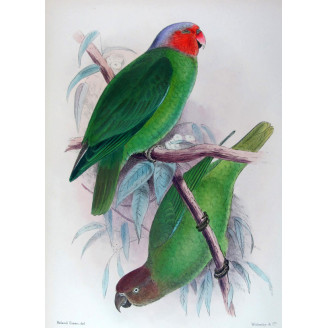 Red-cheeked Parrot by Roland Green – The Birds of Australia
