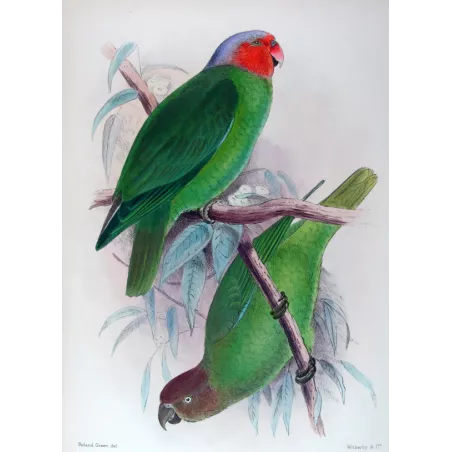 Red-cheeked Parrot by Roland Green – The Birds of Australia
